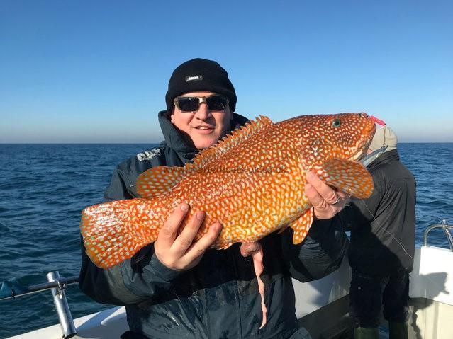 8 lb 8 oz Ballan Wrasse by Patrick Tarrant