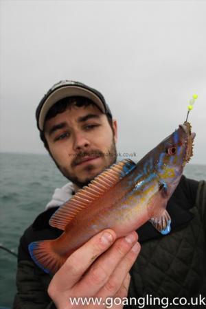 1 lb Cuckoo Wrasse by Marc