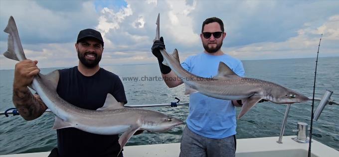 15 lb Starry Smooth-hound by Simon