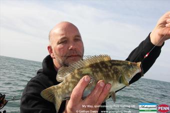 2 lb Ballan Wrasse by Jeffers