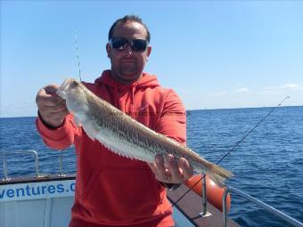 1 lb 10 oz Greater Weever by Sam Narbett