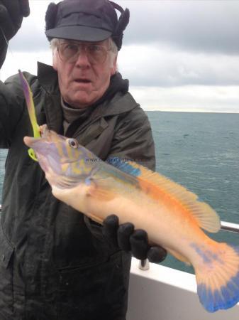 2 lb 12 oz Cuckoo Wrasse by Stan raine