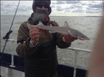 2 lb Smooth-hound (Common) by Unknown