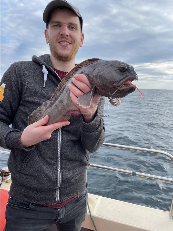 3 lb 6 oz Wolf Fish by Unknown