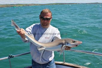 14 lb Starry Smooth-hound by Shaun