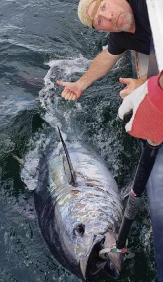 350 lb Bluefin Tuna by Client