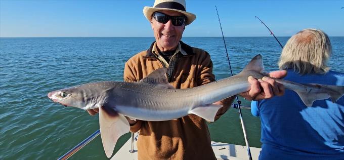 9 lb 2 oz Starry Smooth-hound by Steve