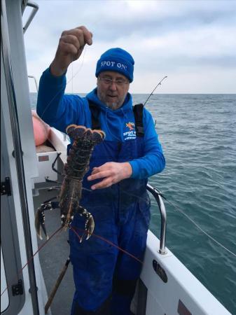 4 lb Lobster by Ian