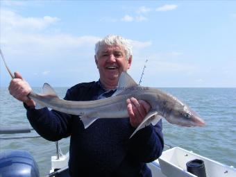 8 lb 4 oz Smooth-hound by Durham Dave