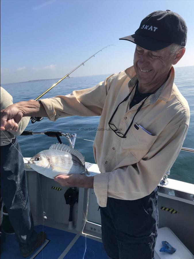 1 lb Black Sea Bream by Unknown