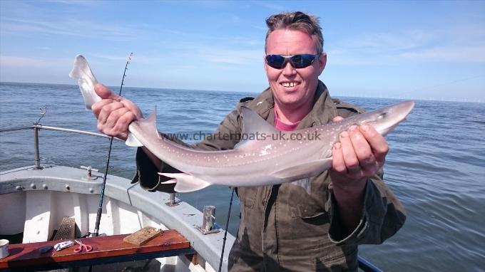 5 lb 1 oz Starry Smooth-hound by Paul from Southend