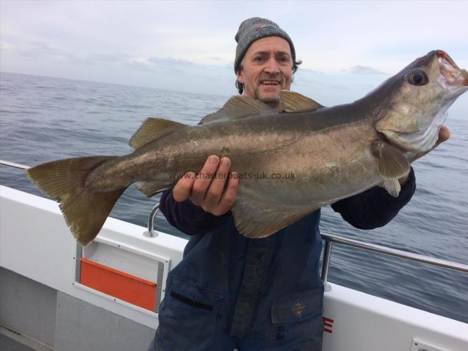 15 lb 8 oz Pollock by Deano