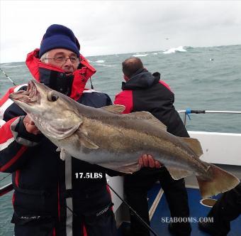 17 lb 5 oz Pollock by Johnny Johnson