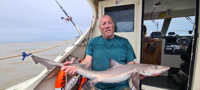 8 lb Starry Smooth-hound by Dave