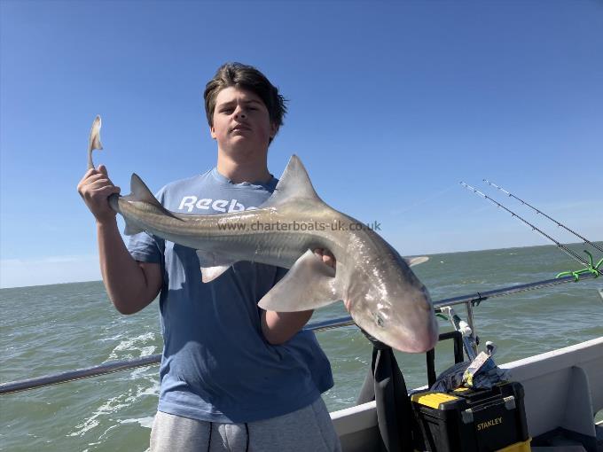15 lb Smooth-hound by Unknown