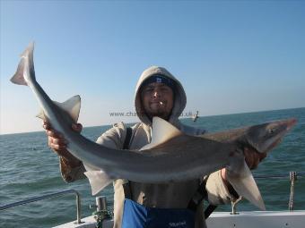 16 lb Starry Smooth-hound by Unknown