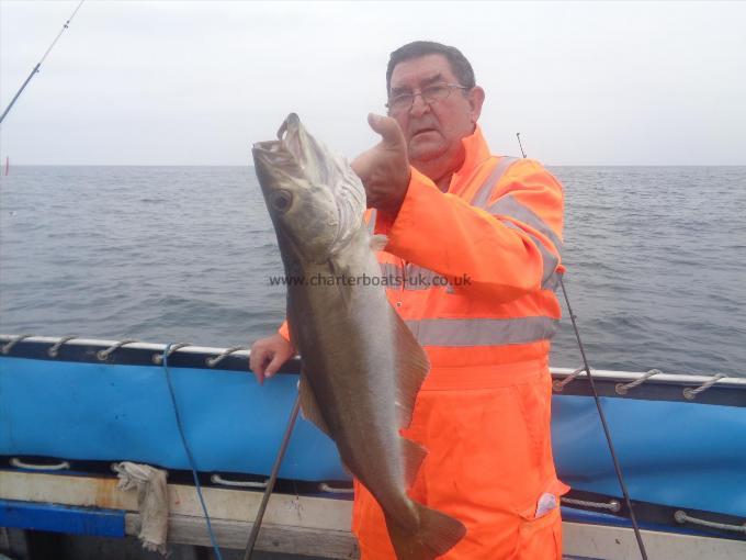 6 lb Pollock by one of many caught by john