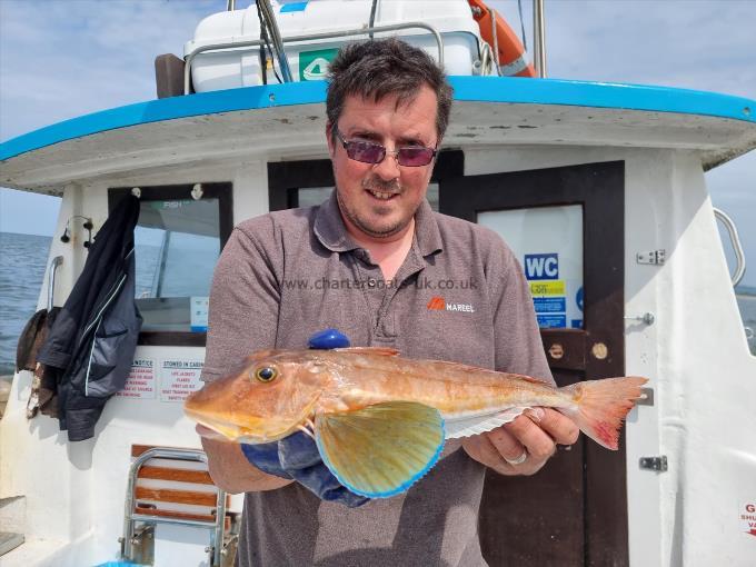 2 lb Tub Gurnard by Skippers Catch