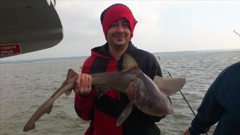 11 lb 8 oz Starry Smooth-hound by sean[the hand rails are firm] quigley