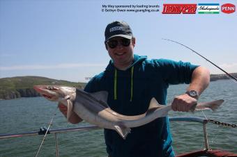 11 lb Starry Smooth-hound by Bregan