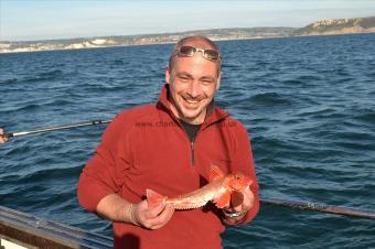 1 lb Tub Gurnard by Adrian Cawte