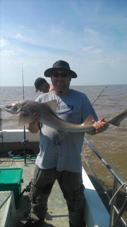 12 lb 8 oz Smooth-hound by bin