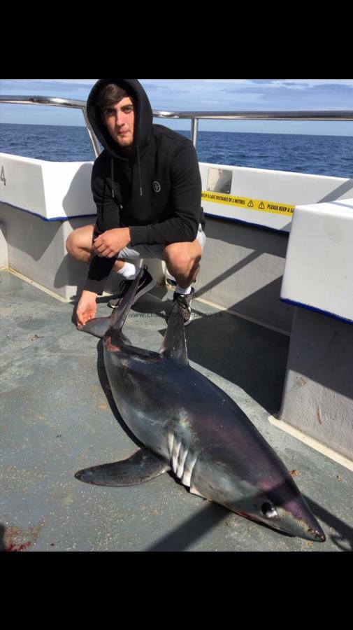 100 lb Porbeagle by Unknown