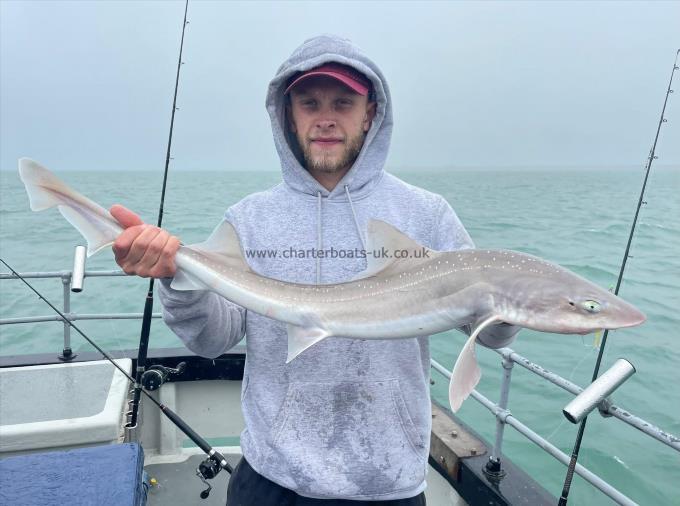 7 lb Smooth-hound by Unknown