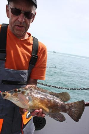 2 lb Ballan Wrasse by Peter