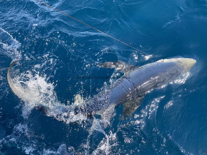 90 lb Blue Shark by Unknown