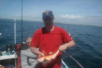 2 lb 6 oz Red Gurnard by Steve Rice