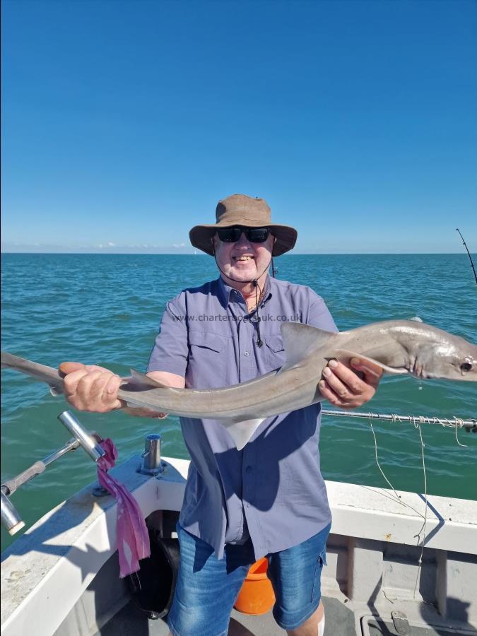 8 lb Starry Smooth-hound by Jim the skate