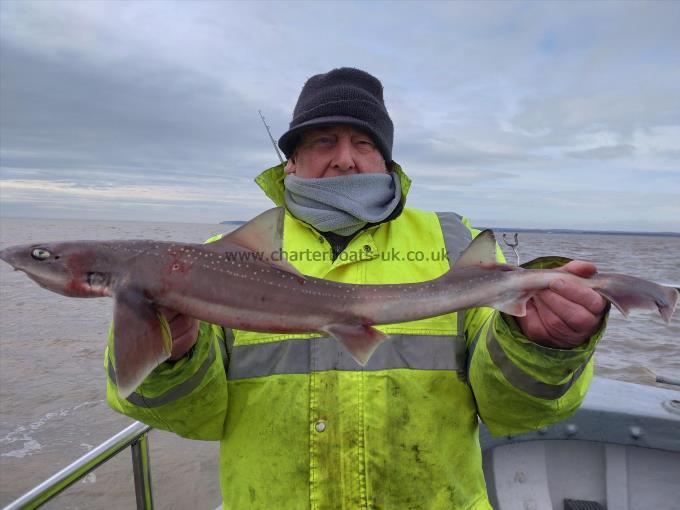 5 lb Smooth-hound (Common) by Ray