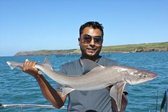8 lb Starry Smooth-hound by Sal