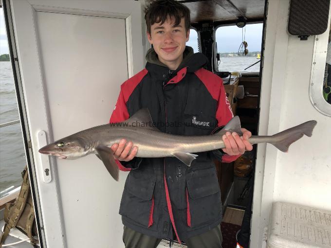7 lb 6 oz Starry Smooth-hound by Unknown