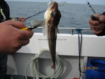 1 lb Grey Gurnard by Unknown