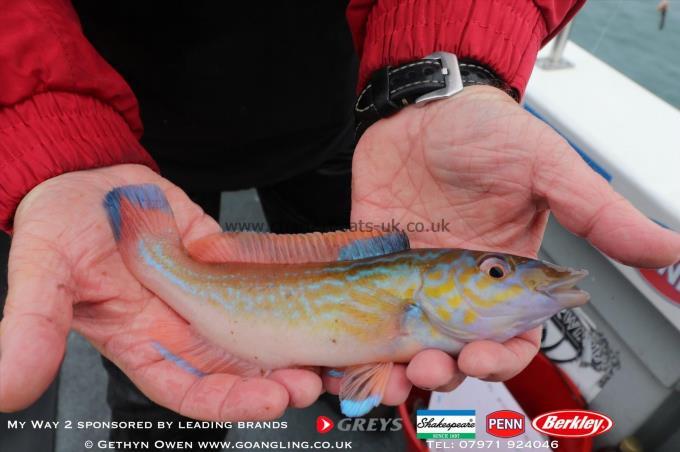 1 lb Cuckoo Wrasse by Graham