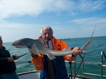14 lb Starry Smooth-hound by Dennis the Menace