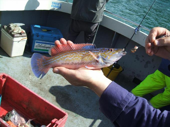 12 oz Cuckoo Wrasse by Chris