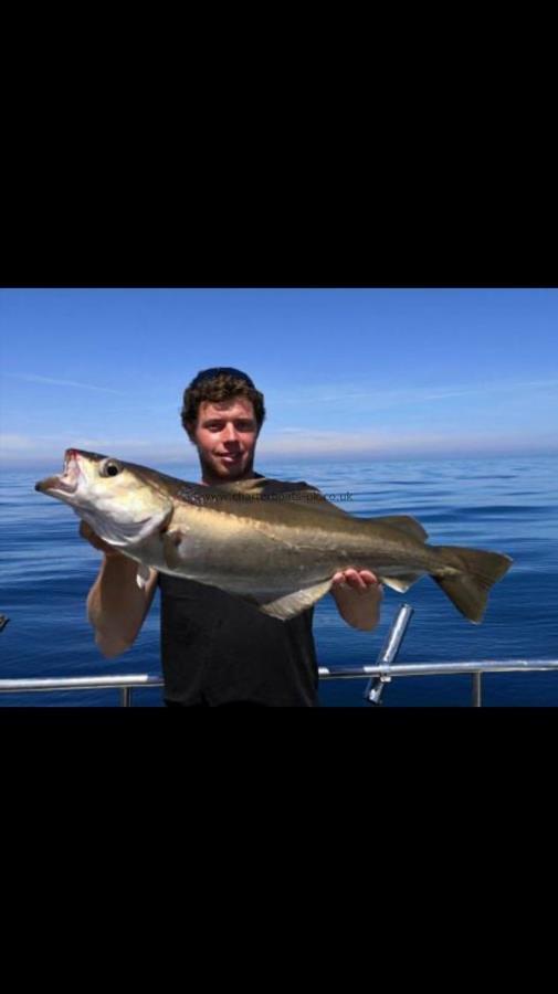 10 lb 1 oz Pollock by Unknown