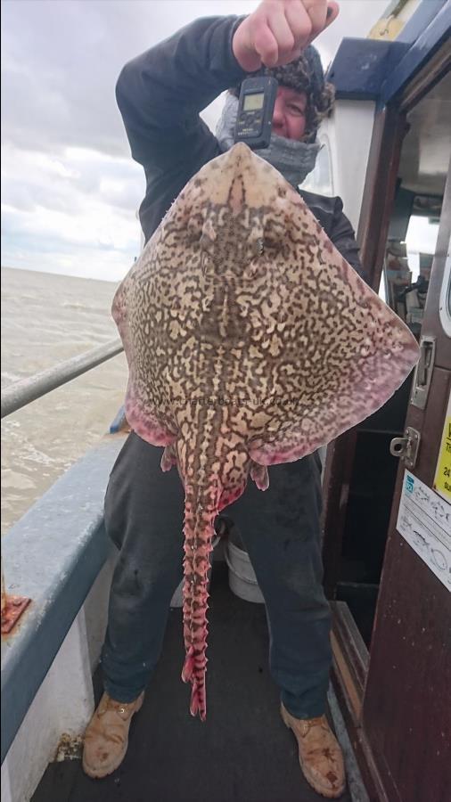 14 lb Thornback Ray by Josh from herne bay