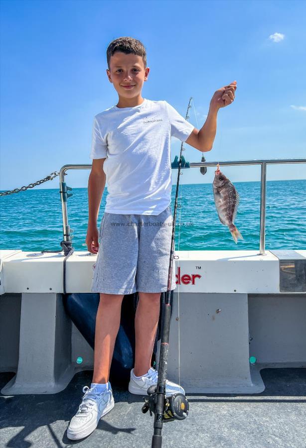 1 lb Black Sea Bream by Unknown