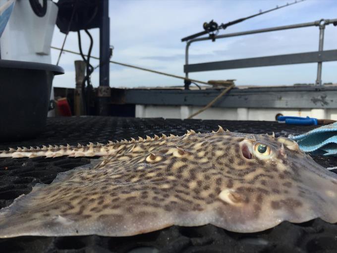 2 lb Thornback Ray by Unknown