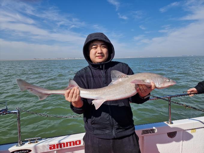 8 lb 8 oz Smooth-hound by Unknown