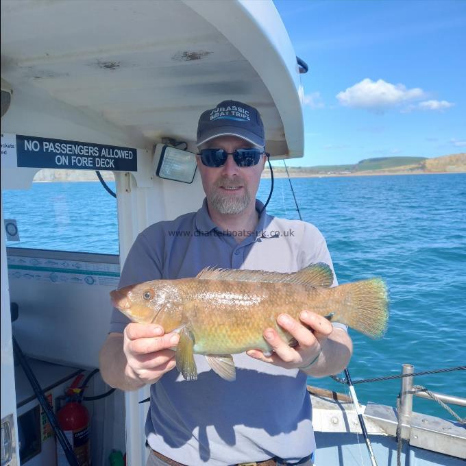 2 lb 12 oz Ballan Wrasse by Unknown