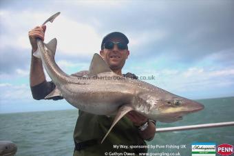20 lb Starry Smooth-hound by Sean