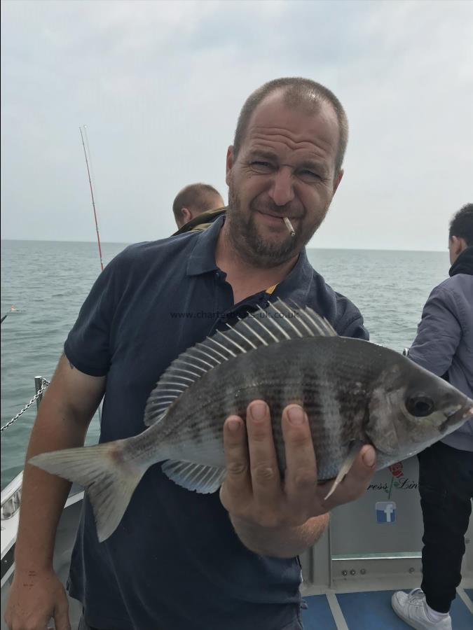 1 lb 12 oz Black Sea Bream by Unknown