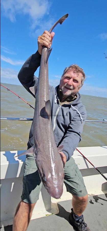 14 lb Smooth-hound by Dave