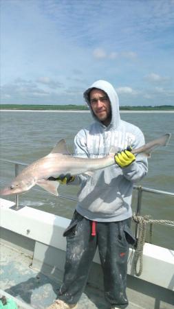 8 lb 8 oz Starry Smooth-hound by joel sheperd