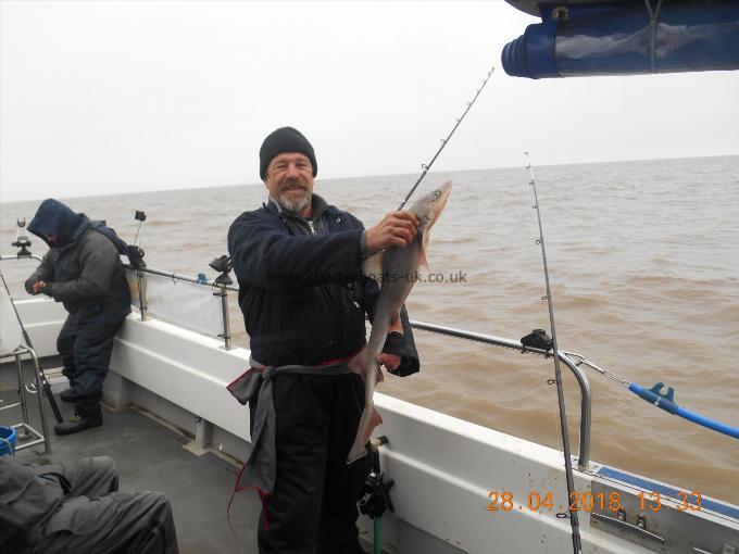 5 lb Starry Smooth-hound by Paul Cole